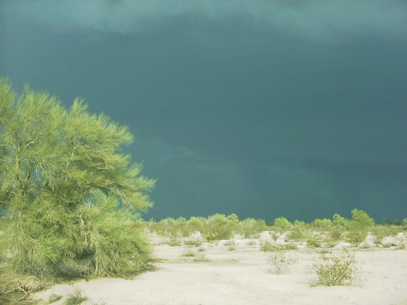 Green Tree in Desert — Dramatic
