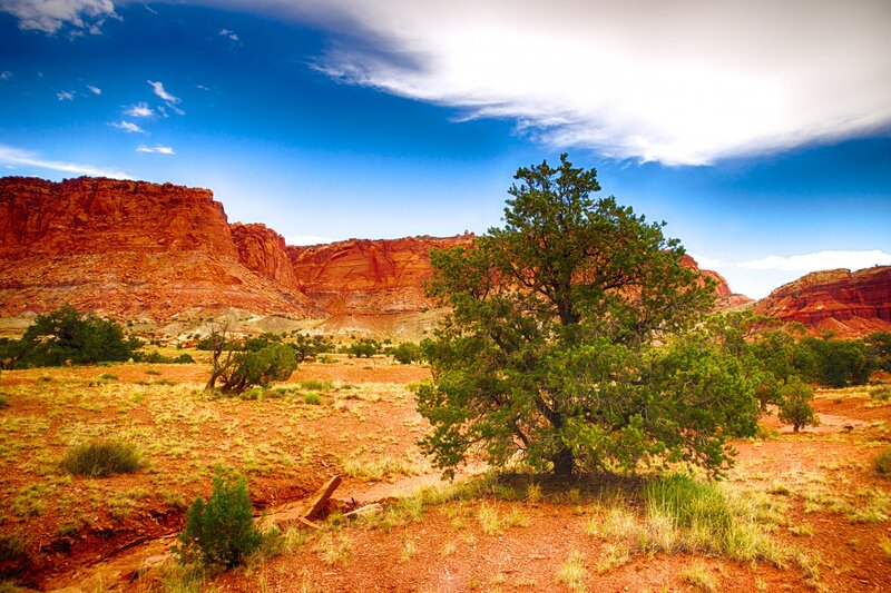 Green Tree in Desert
