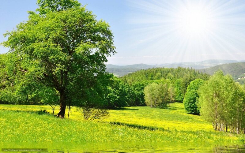 Green Tree in Field — Serene, Afternoon