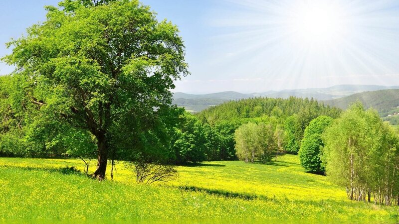 Green Tree in Field — Serene