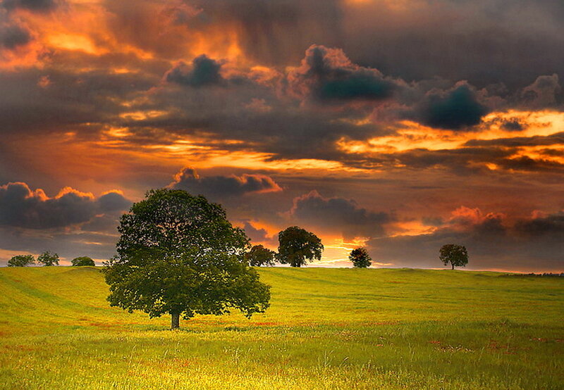 Green Tree in Field