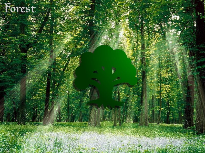 Green Tree in Forest