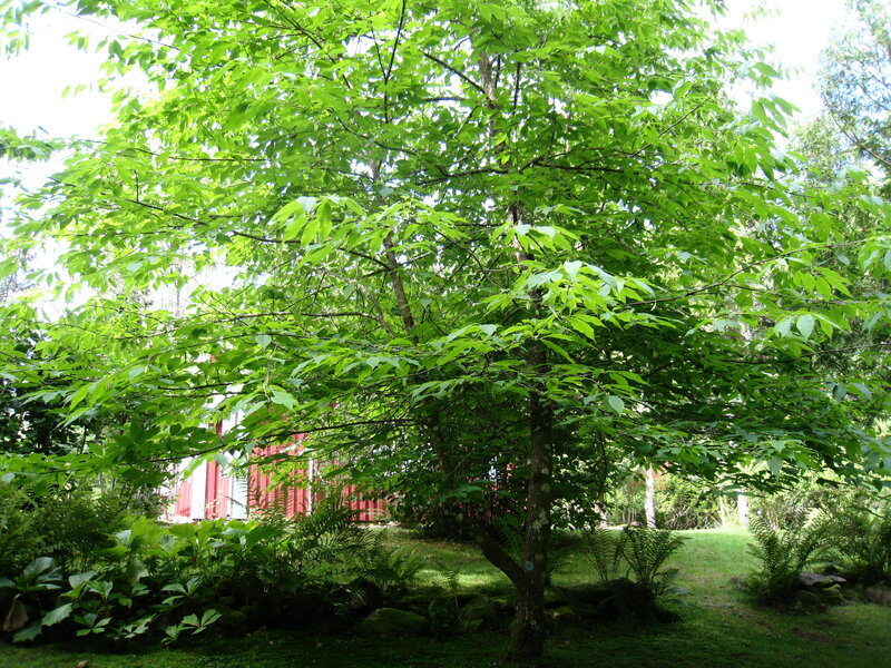 Green Tree in Garden