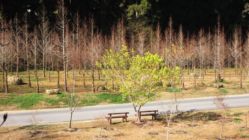 Green Tree in Park