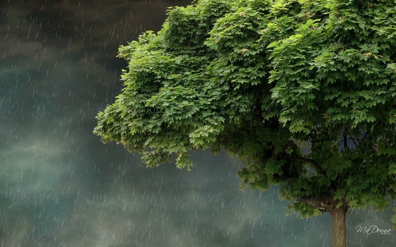 Green Tree in Rain — Dramatic