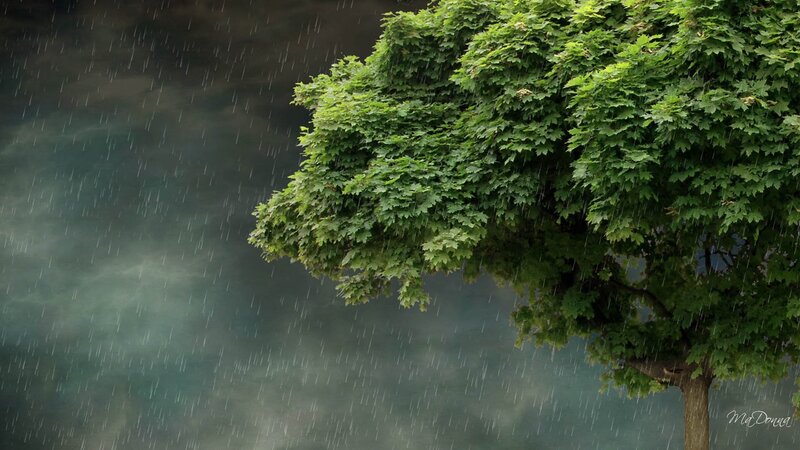 Green Tree in Rain