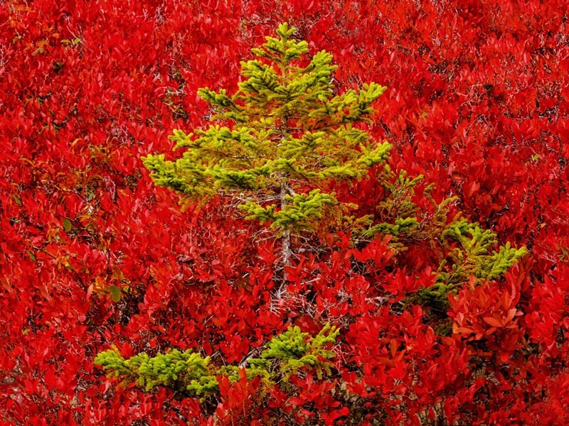 Green Tree in Red Bushes