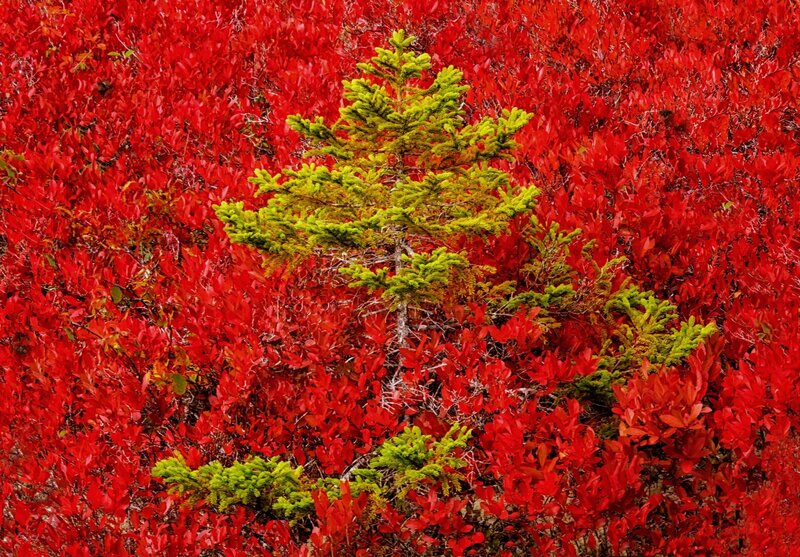 Green Tree in Red Foliage