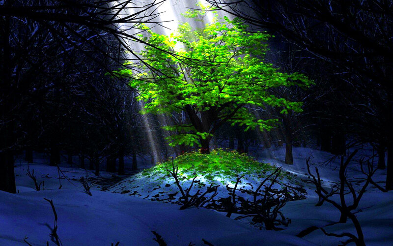 Green Tree in Snowy Forest — Dramatic