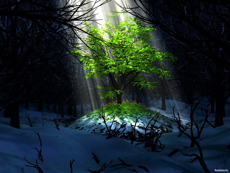 Green Tree in Snowy Forest — Dramatic, Winter