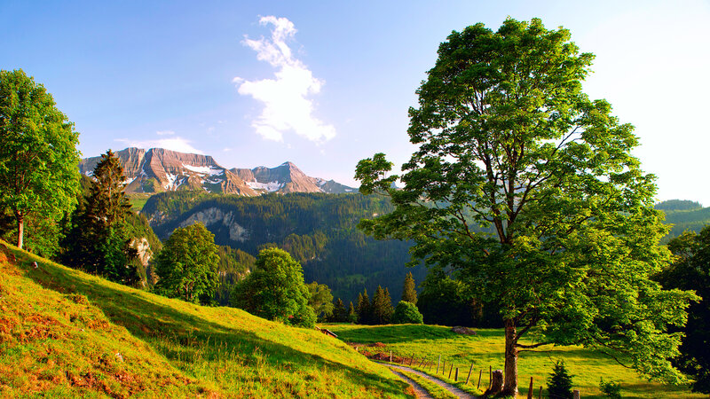Green Tree in Valley