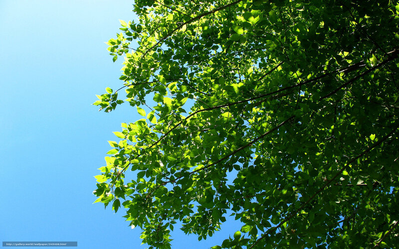 Green Tree Leaves — Serene