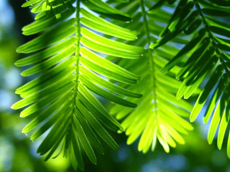 Green Tree Leaves