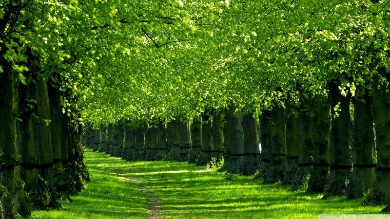 Green tree-lined path
