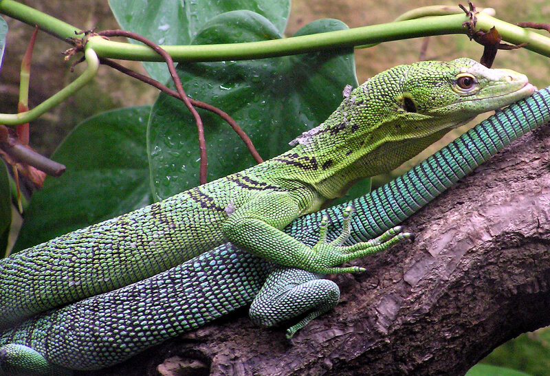 Green Tree Lizard