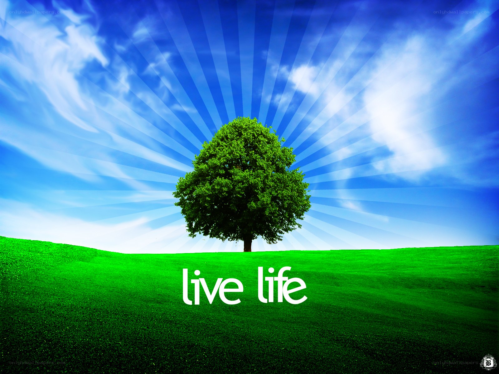 green tree on grass field