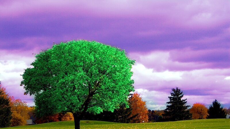 Green Tree on Hill