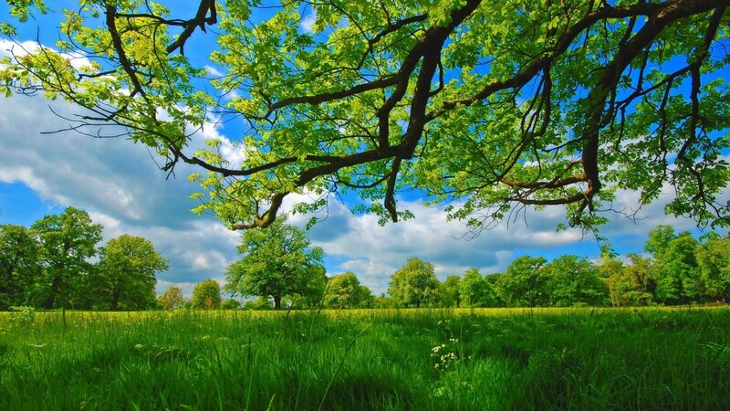 Green Tree over Field