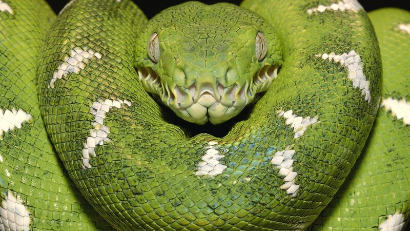 Green Tree Python — Alert, Photograph, Snake
