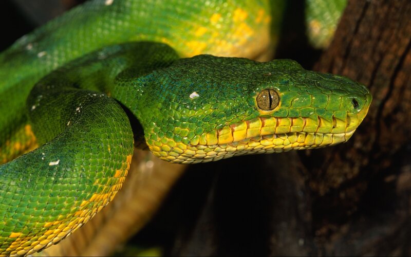 Green Tree Python — Alert, Photograph, Snake, Tree Bark