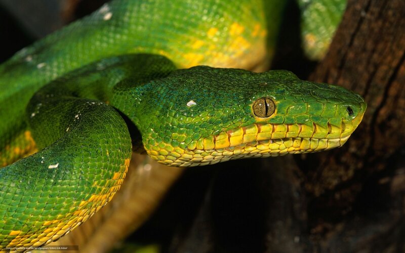 Green Tree Python — Alert, Photograph