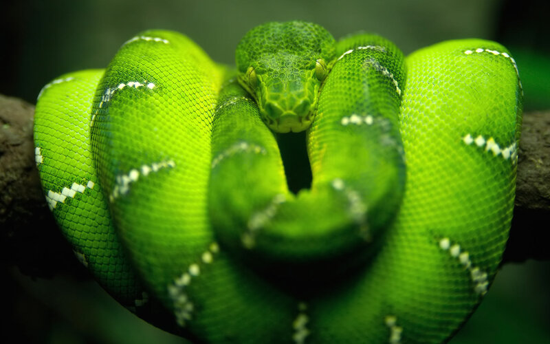 Green Tree Python — Branch