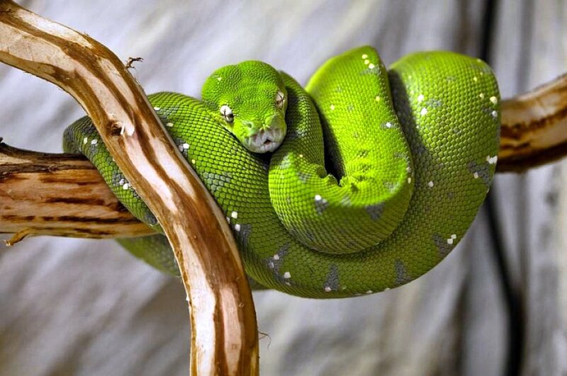 Green Tree Python — Brown