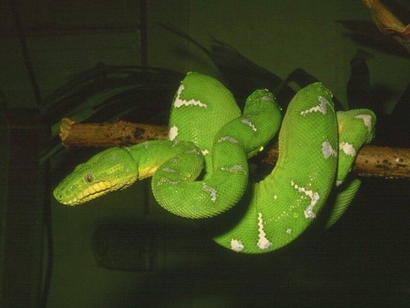 Green Tree Python — Calm, Night, Photograph, Snake