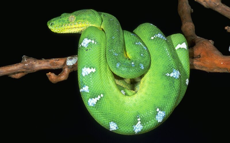 Green Tree Python — Calm, Night, Photograph