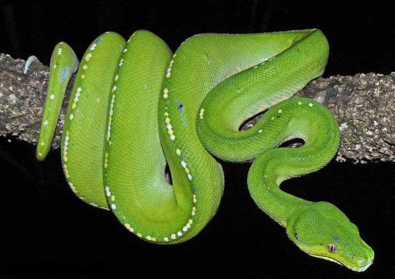 Green Tree Python — Calm, Night