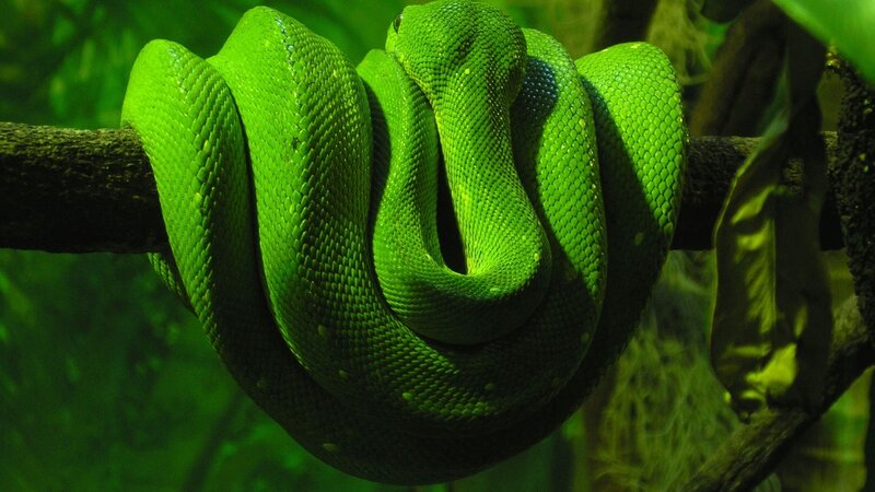 Green Tree Python — Calm, Photograph, Branch, Leaf