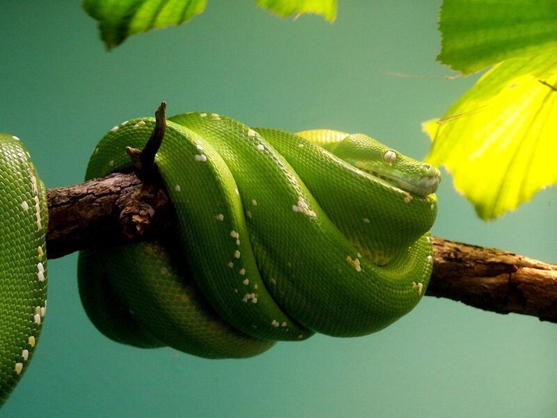 Green Tree Python — Calm, Photograph, Branch, Leaves, Brown