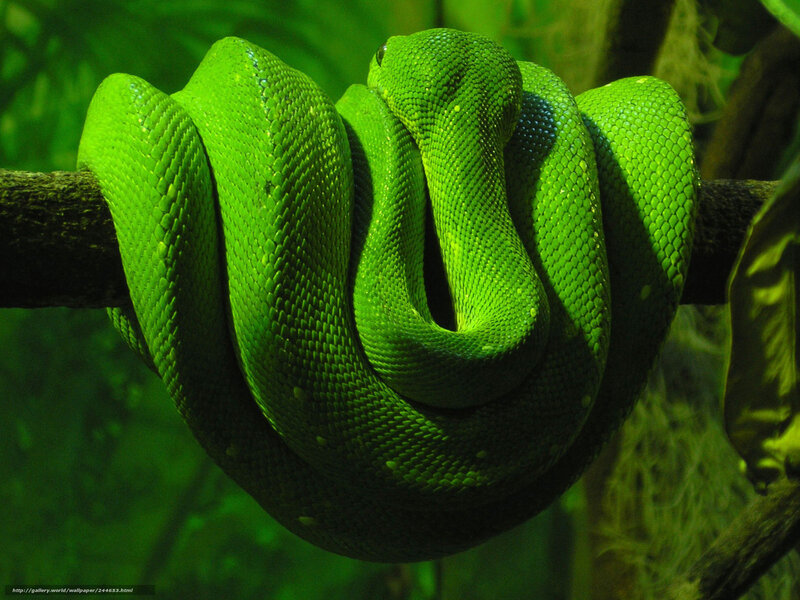 Green Tree Python — Calm, Photograph, Branch, Leaves