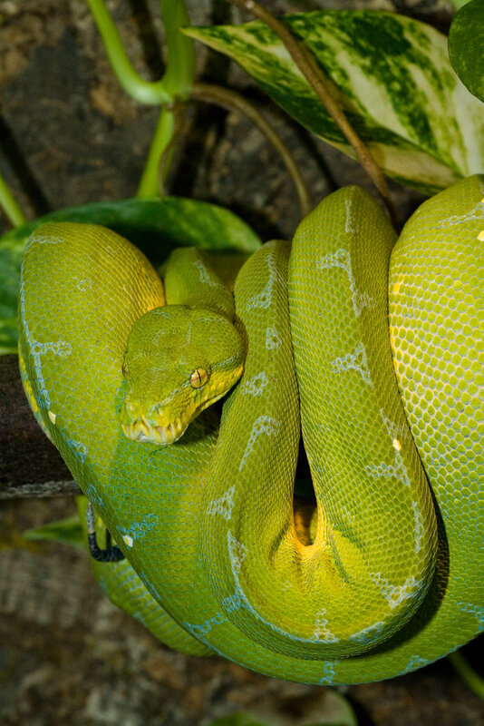 Green Tree Python — Calm, Photograph, Leaves