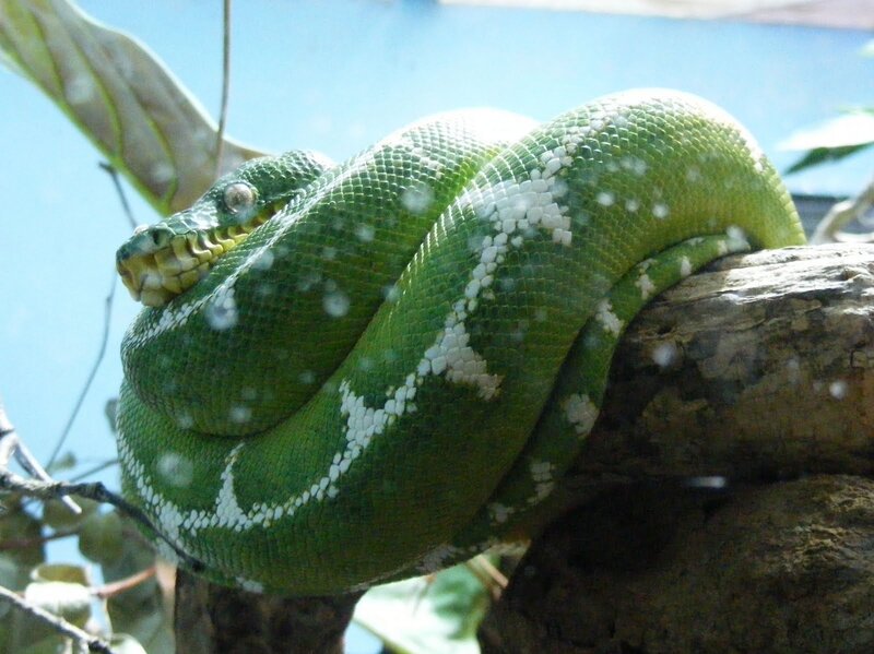 Green Tree Python — Calm, Photograph, Snake, Branch, Leaf