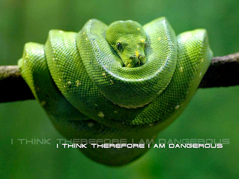 Green Tree Python — Calm, Photograph, Snake, Branch, Text