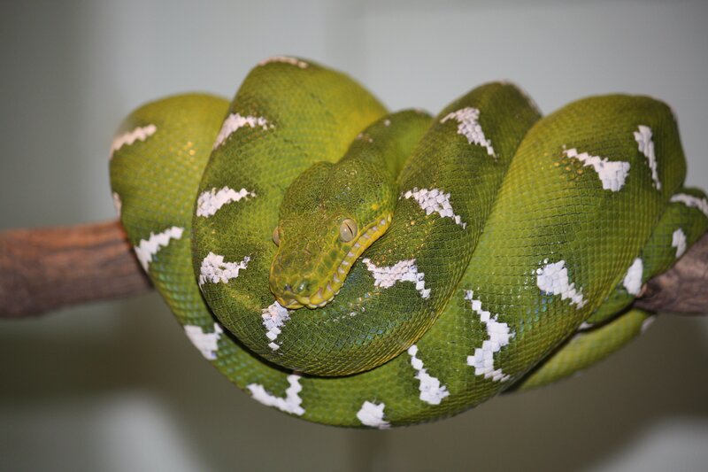 Green Tree Python — Calm, Photograph, Snake, Branch