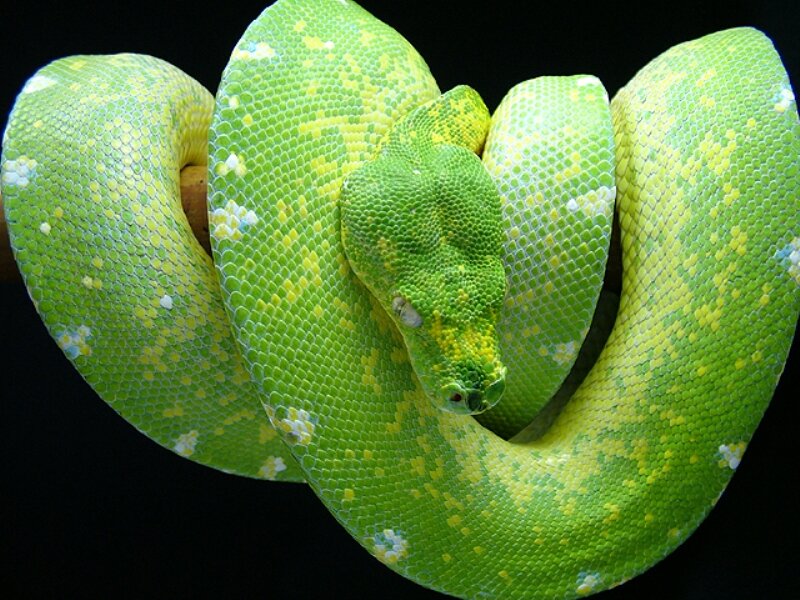 Green Tree Python — Calm, Photograph, Snake, Coiled
