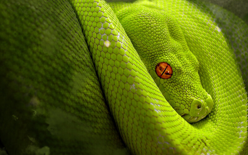 Green Tree Python — Calm, Photograph, Snake, Eye, Orange