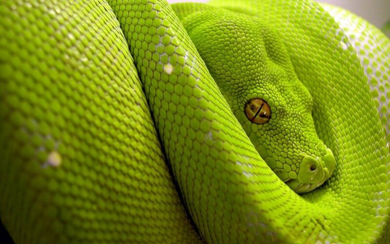 Green Tree Python — Calm, Photograph, Snake, Eye, Yellow