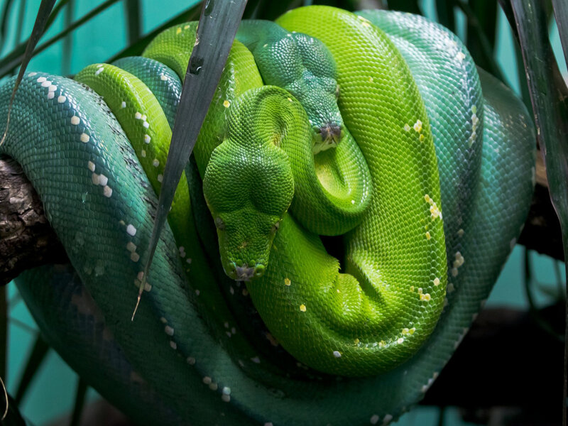 Green Tree Python — Calm, Photograph, Snake, Leaves, Branch