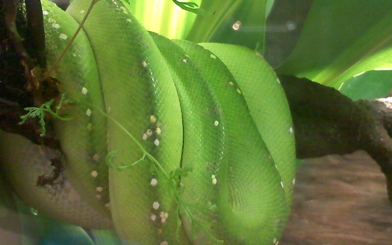 Green Tree Python — Calm, Photograph, Snake, Leaves
