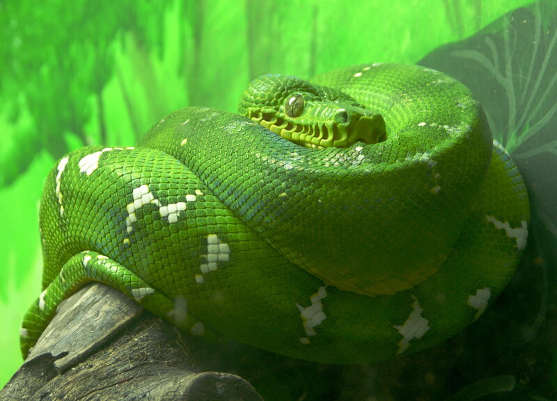 Green Tree Python — Calm, Photograph, Snake, Log