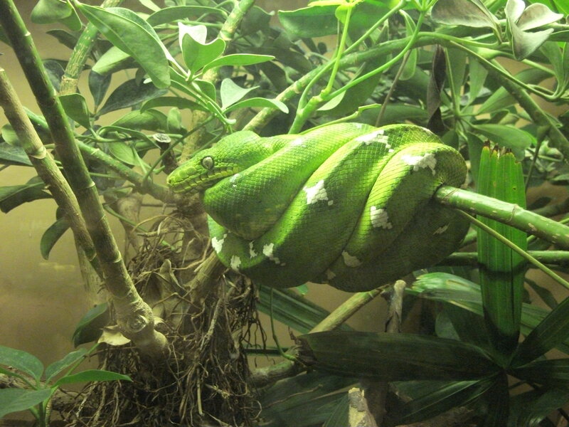 Green Tree Python — Calm, Photograph, Snake, Plant