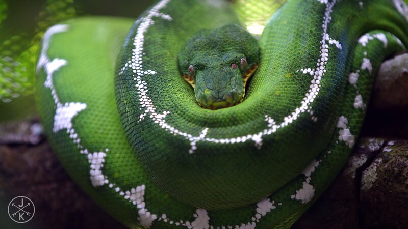 Green Tree Python — Calm, Photograph, Snake, Rocks