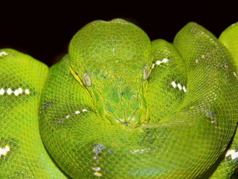 Green Tree Python — Calm, Photograph, Snake, Scales, Coiled