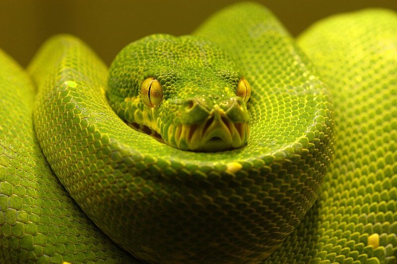 Green Tree Python — Calm, Photograph, Snake, Scales, Eyes