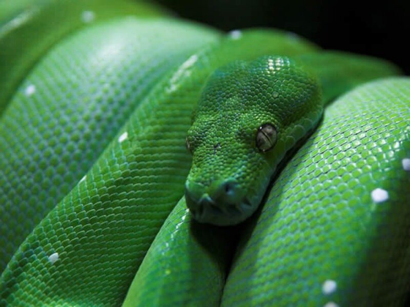 Green Tree Python — Calm, Photograph, Snake, Scales
