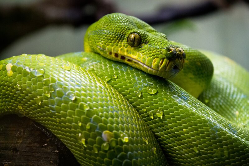 Green Tree Python — Calm, Photograph, Snake, Scales, Wood