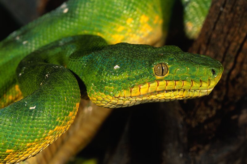 Green Tree Python — Calm, Photograph, Snake, Tree Bark
